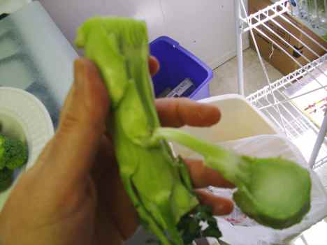Peeling the broccoli stalk from the bottom end upward